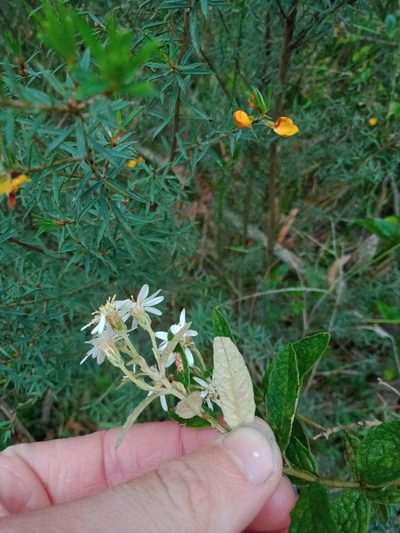 Olearia rugosa, photographed by Nina Kerr