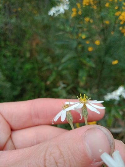 Olearia rugosa, photographed by Nina Kerr