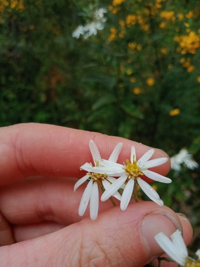 Olearia rugosa, photographed by Nina Kerr