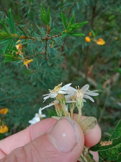 Olearia rugosa, photographed by Nina Kerr