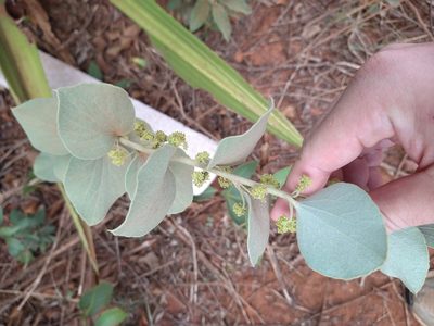 Cissampelos ovalifolia, photographed by Leonardo Bergamini