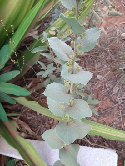 Cissampelos ovalifolia, photographed by Leonardo Bergamini
