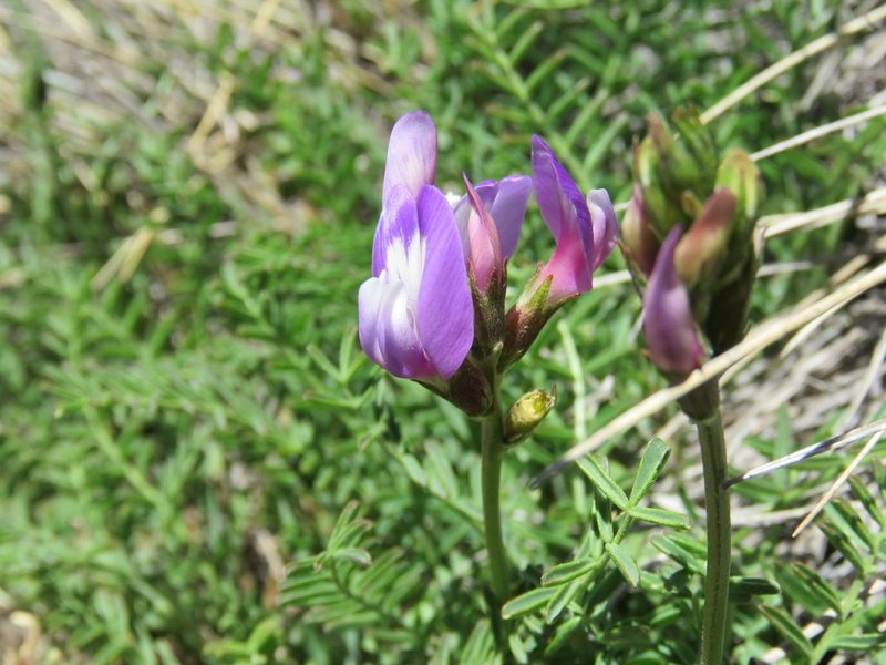 Astragalus cruckshanksii, photographed by Nicolas Olejnik