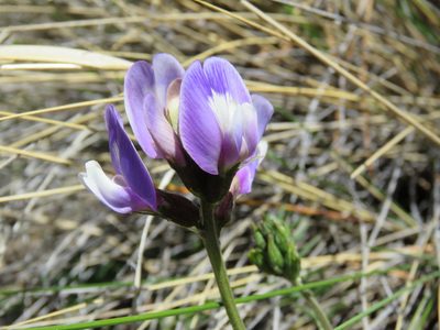 Astragalus cruckshanksii, photographed by Nicolas Olejnik