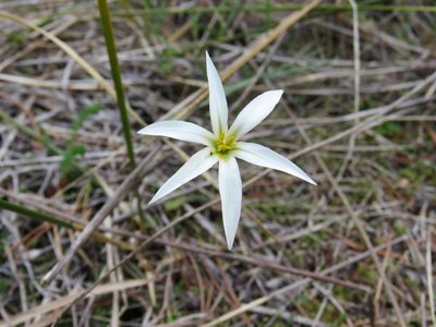 Tristagma patagonicum, photographed by Nicolas Olejnik