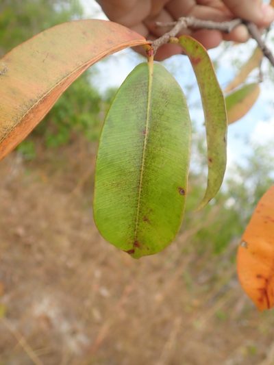 Hancornia speciosa, photographed by Tsssss