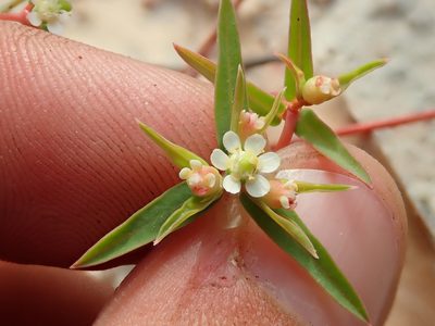 Euphorbia potentilloides, photographed by Tsssss