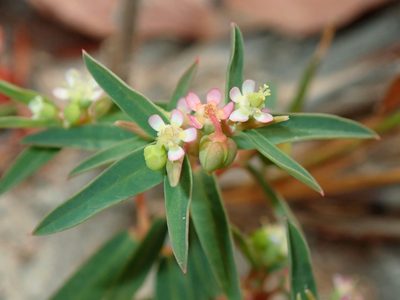 Euphorbia potentilloides, photographed by Tsssss