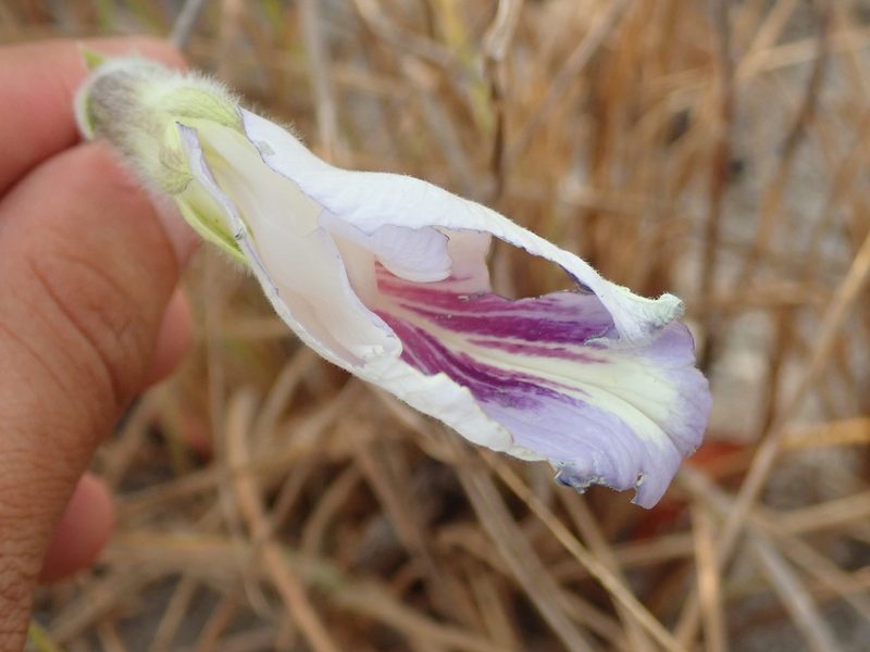 Clitoria guianensis, photographed by Tsssss
