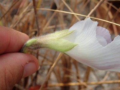 Clitoria guianensis, photographed by Tsssss