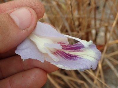 Clitoria guianensis, photographed by Tsssss