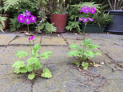 Primula malacoides, photographed by Jon Sullivan