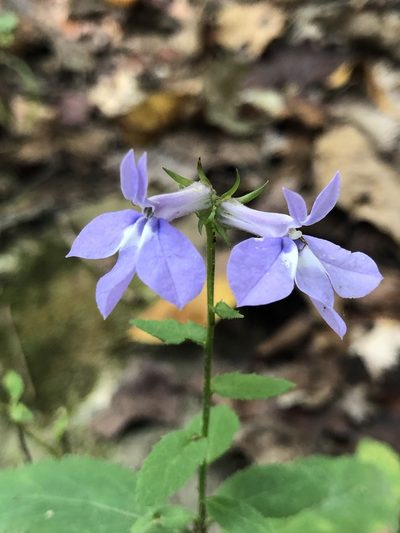 Lobelia amoena, photographed by Dax Ledesma