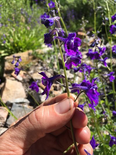 Delphinium polycladon, photographed by Martin Purdy