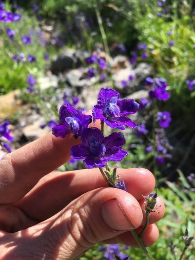 Delphinium polycladon, photographed by Martin Purdy