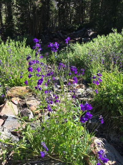Delphinium polycladon, photographed by Martin Purdy