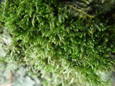 Eurhynchiastrum pulchellum, photographed by Randal