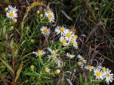 Symphyotrichum firmum, photographed by Susan Blayney