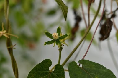 Gonolobus stenosepalus, photographed by Neptalí Ramírez Marcial