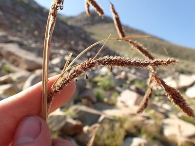 Carex congdonii, photographed by Martin Purdy