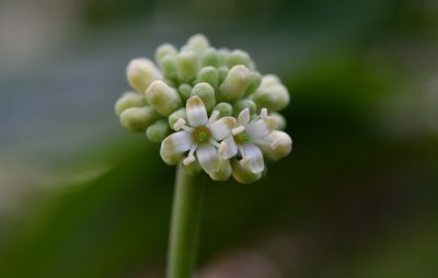 Cornus disciflora, photographed by Neptalí Ramírez Marcial