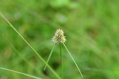 Cyperus svensonii, photographed by Neptalí Ramírez Marcial