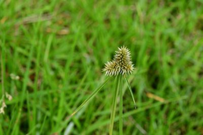 Cyperus svensonii, photographed by Neptalí Ramírez Marcial