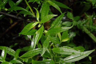 Pilea angustifolia, photographed by Eric Knight