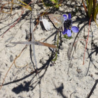 Comesperma calymega, photographed by Cowirrie