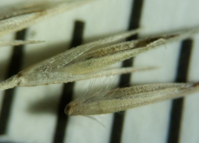 Muhlenbergia sylvatica, photographed by Zihao Wang