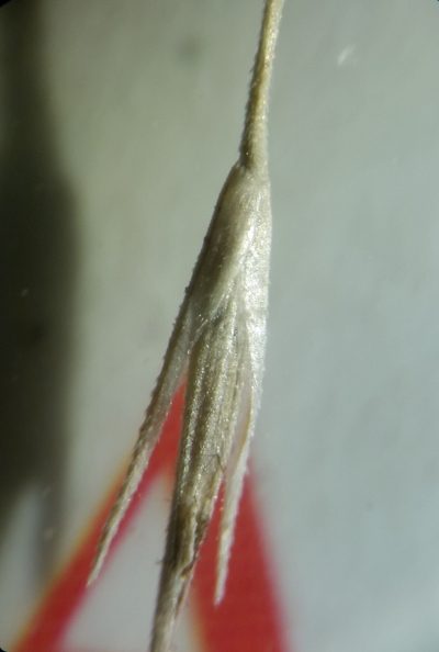 Muhlenbergia sylvatica, photographed by Zihao Wang