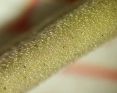 Muhlenbergia sylvatica, photographed by Zihao Wang