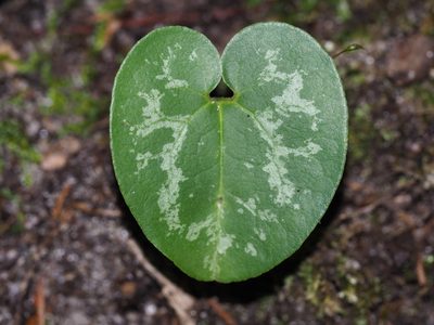 Asarum virginicum, photographed by Clay Gibbons
