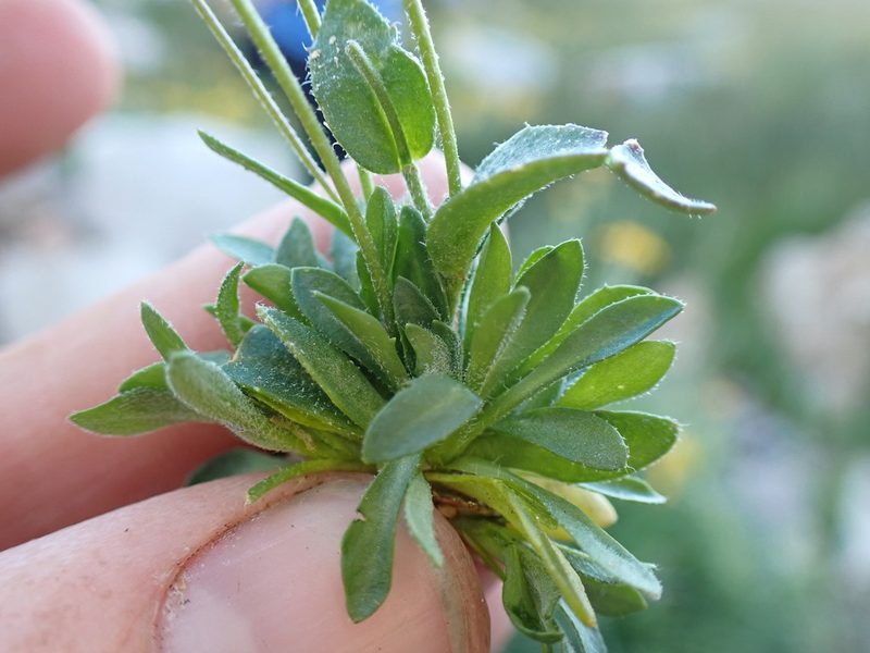 Draba praealta, photographed by Martin Purdy