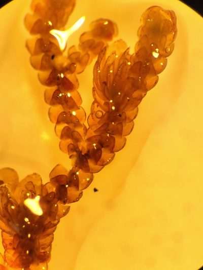 Frullania incumbens, photographed by Leon Perrie
