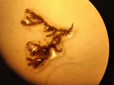 Frullania incumbens, photographed by Leon Perrie