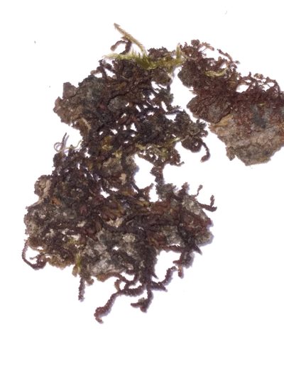 Frullania incumbens, photographed by Leon Perrie