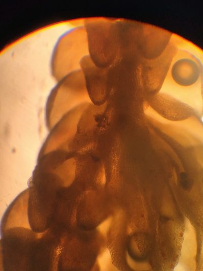 Frullania incumbens, photographed by Leon Perrie