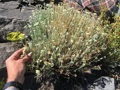 Artemisia albicans, photographed by Martin Purdy