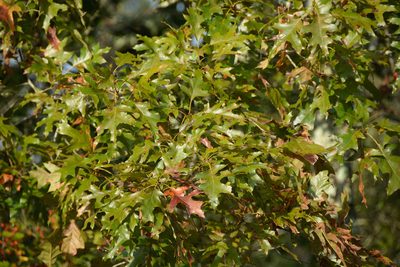 Quercus shumardii, photographed by Daniel Patterson