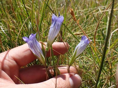 Gentianopsis holopetala, photographed by Martin Purdy