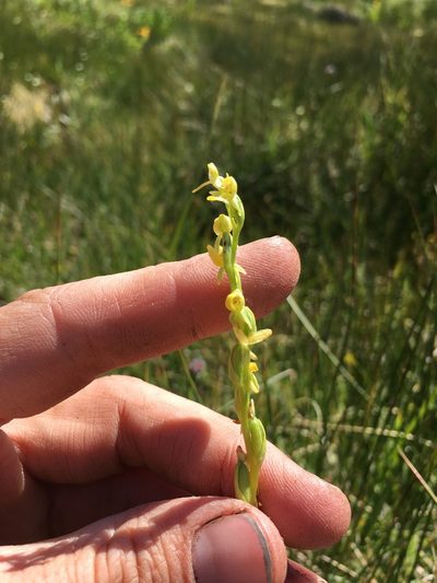 Platanthera tescamnis, photographed by Martin Purdy