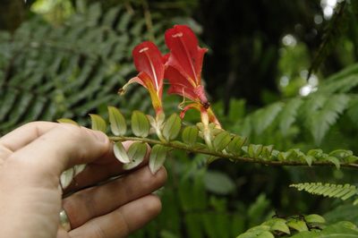 Columnea microcalyx, photographed by Eric Knight