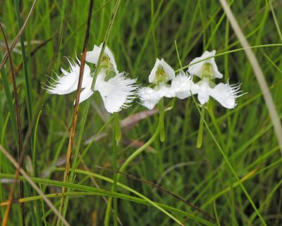 Pecteilis radiata, photographed by Oleg Kosterin