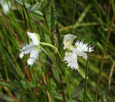 Pecteilis radiata, photographed by Oleg Kosterin
