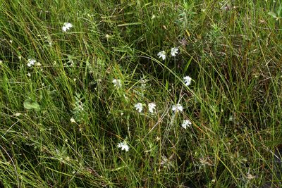 Pecteilis radiata, photographed by Oleg Kosterin