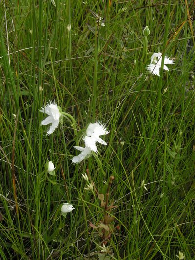 Pecteilis radiata, photographed by Oleg Kosterin