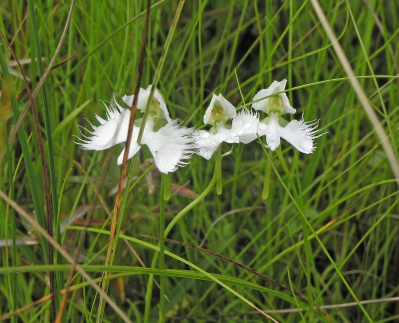 Pecteilis radiata, photographed by Oleg Kosterin