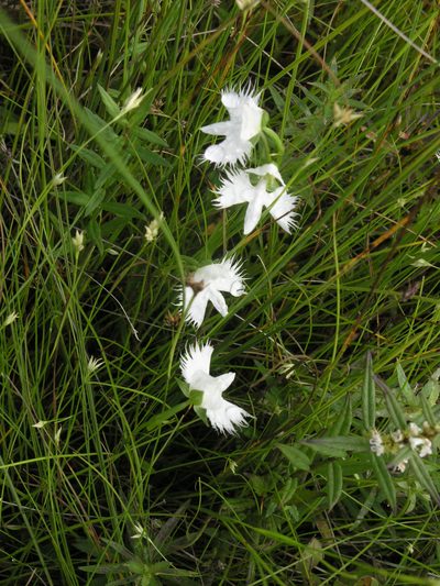 Pecteilis radiata, photographed by Oleg Kosterin