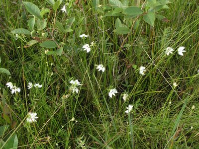 Pecteilis radiata, photographed by Oleg Kosterin